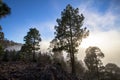 Sunset over misty pine tree forest