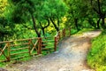 In the picture - a path in a dense forest in the mountains