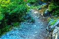 In the picture - a path in a dense forest in the mountains