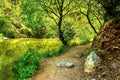 In the picture - a path in a dense forest in the mountains