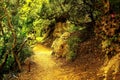 In the picture - a path in a dense forest in the mountains