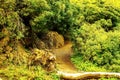 In the picture - a path in a dense forest in the mountains