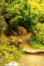 In the picture - a path in a dense forest in the mountains