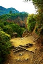 In the picture - a path in a dense forest in the mountains