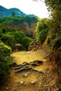 In the picture - a path in a dense forest in the mountains