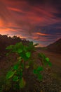 Sunset over the mountain in Mentawai island