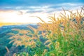 Sunset over mountains and forest with grass flower with sky. Royalty Free Stock Photo