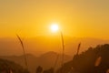 Sunset over mountains and forest with grass flower with sky and sunbeams. Royalty Free Stock Photo