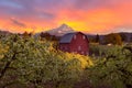 Sunset over Mt Hood and Red Barn in Portland Oregon Royalty Free Stock Photo