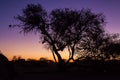 Sunset over Namib Desert with Tree, Namibia