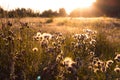 Sunset over nice field of fluffy grass. Royalty Free Stock Photo