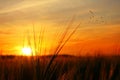 Sunset over oats field Royalty Free Stock Photo