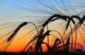 Sunset over rye field Royalty Free Stock Photo