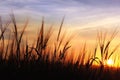 Sunset over oats field Royalty Free Stock Photo