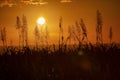Sunset over the ocean behind blooming plants of sugar cane. Royalty Free Stock Photo