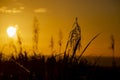 Sunset over the ocean behind blooming plants of sugar cane. Royalty Free Stock Photo