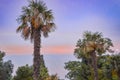 Sunset over the ocean with tropical palm trees silhouette panorama Royalty Free Stock Photo