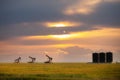 A sunset over oil pump jacks in a canola field Royalty Free Stock Photo