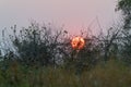 Sunset over the Okavango Royalty Free Stock Photo