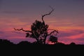 Sunset Over Olive Tree