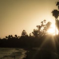 Sunset over the Pacific West Coast beach with trees Royalty Free Stock Photo