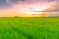 Sunset over the paddy fields at thlumuwi meghalaya Royalty Free Stock Photo
