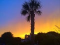 palm tree silhouette sunset Royalty Free Stock Photo