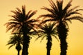 Sunset over palm trees on the golf course Royalty Free Stock Photo