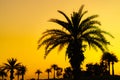 Sunset over palm trees on the golf course Royalty Free Stock Photo