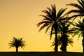 Sunset over palm trees on the golf course Royalty Free Stock Photo