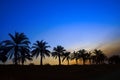 Sunset Over Palm Trees