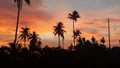 Sunset over palms