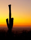 Sunset over Phoenix With Cactus