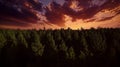 Sunset over pine forest, aerial view Royalty Free Stock Photo