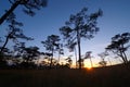 Sunset over pine forest Royalty Free Stock Photo