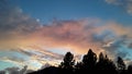 Sunset over pine trees with gold clouds and blue skies