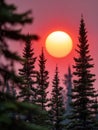 Sunset over pine trees with a vibrant red sky in a serene forest. Royalty Free Stock Photo