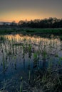 Sunset over a pond with young green grass Royalty Free Stock Photo