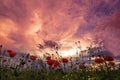 Sunset over poppy field Royalty Free Stock Photo