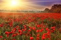 Sunset over poppy field Royalty Free Stock Photo