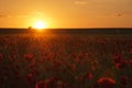 Sunset over poppy field Royalty Free Stock Photo