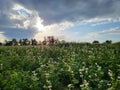 Sunset over potato farmland in Zurich Glattbrugg Opfikon. Royalty Free Stock Photo