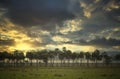 Sunset Over a Prairie of Palm Trees