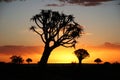 Sunset over quiver trees