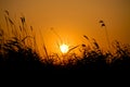 Sunset over reed field in danubian delta Royalty Free Stock Photo