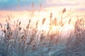 Sunset over the reeds,  Beautiful nature background,  Soft focus Royalty Free Stock Photo