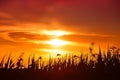 Sunset over the reeds and birds Royalty Free Stock Photo