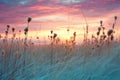 Sunset over reeds in the field,  Beautiful nature background Royalty Free Stock Photo