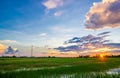 sunset over rice fields Royalty Free Stock Photo