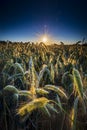 Sunset over a ripening wheat field in Northamptonshire Royalty Free Stock Photo